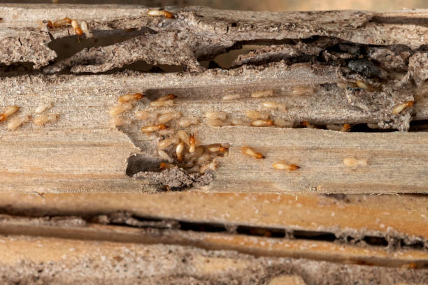Best Termite Control Services  in Wellington, FL